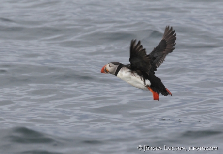 Lunnefågel  Fratercula arctica