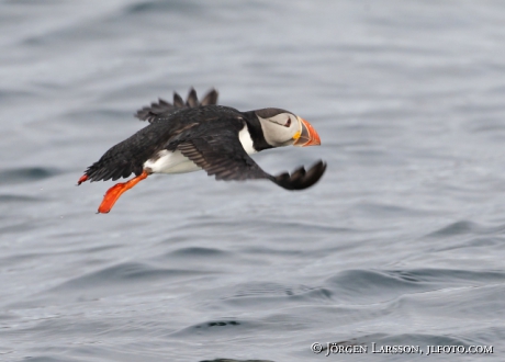 Lunnefågel  Fratercula arctica