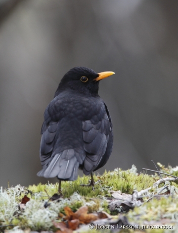 Blackbird Turdus merula