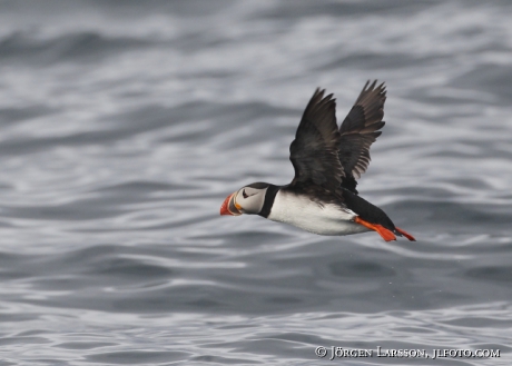 Lunnefågel  Fratercula arctica