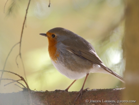 Rödhake Erithacus rubecula