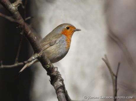 Rödhake Erithacus rubecula