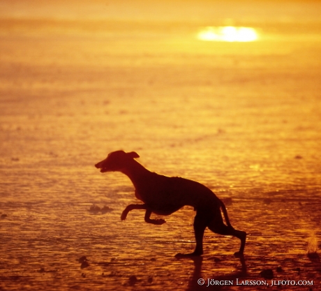 Italiensk Greyhound springer i solnedgång Sverige