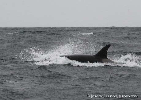 Späckhuggare Orcinus orca som jagar 