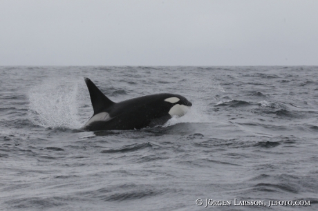 Späckhuggare Orcinus orca som jagar 