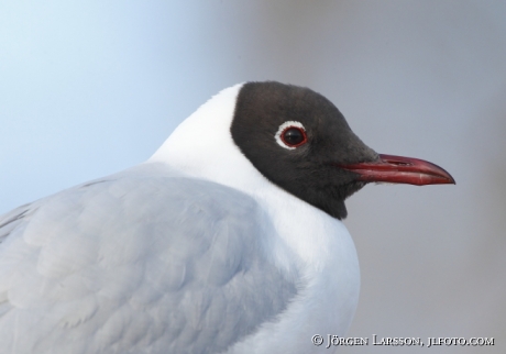 Skrattmås Larus ridibundus