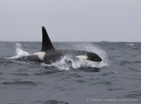 Späckhuggare Orcinus orca som jagar 