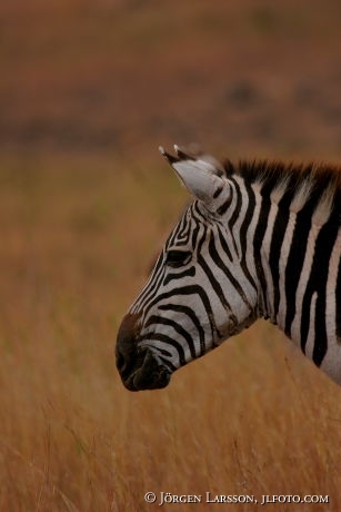 Zebra Masai mara Kenya