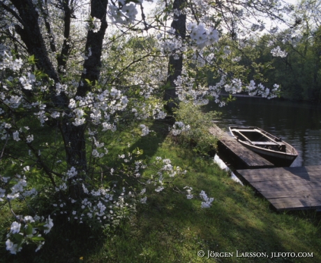 Blommande körsbärsträd båt