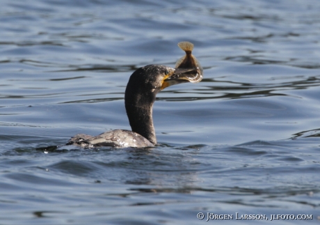 Storskarv fångar flundra Phalacrocorax carbo Småland