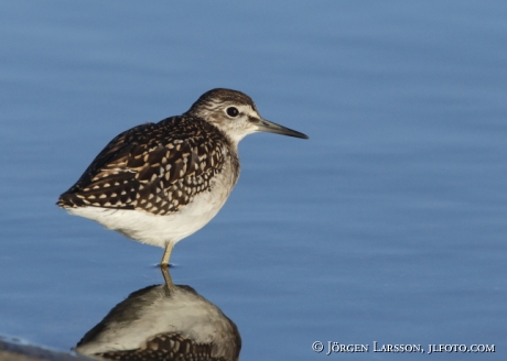 Drillsnäppa Actitis hypoleucos Tjusts skärgård Sweden 