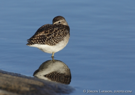 Drillsnäppa Actitis hypoleucos Tjusts skärgård Sweden 