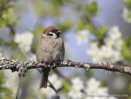 Eurasian tree sparrow Passer montanus