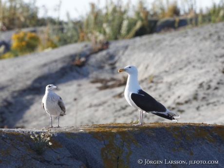 Great Black-Backed Gull Larus Marinus Sweden