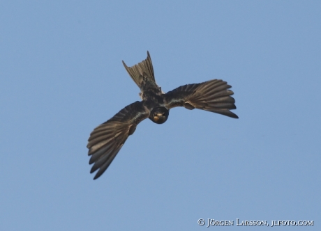 Barn Swallow Hirundo rustica Sweden