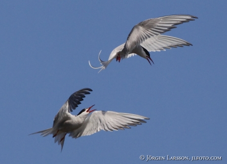 Fisktärnor Sterna hirundo Småland Sverige