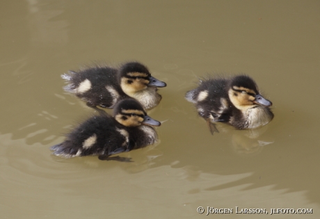 Mallards Anas platyrhynchos