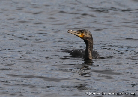 Great Cormorant Phalacrocorax carbo Sweden