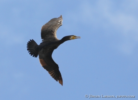 Great Cormorant Phalacrocorax carbo Sweden