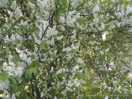 Blommande Hägg Prunus padus Stockholm Sverige