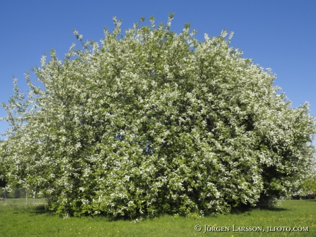 Blommande Hägg Prunus padus Stockholm Sverige