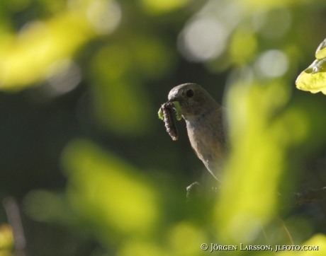 Rödstjärt Phoenicurus phoenicurus