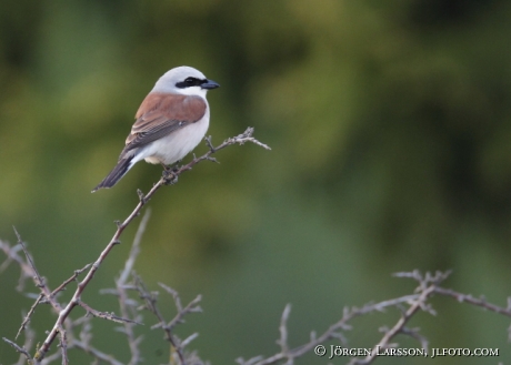 Shrike Butcherbird Lanius collurio Sweden