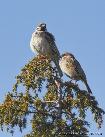 Eurasian Tree Sparrow Passer montanus 