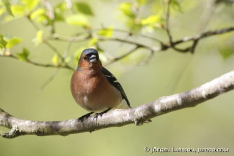 Chaffinch Fringilla coelebs