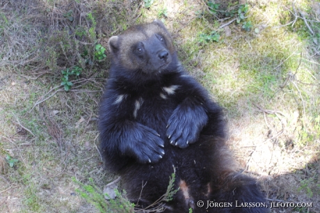 Järv  gulo gulo Järvsö zoo Hälsingland Sverige 