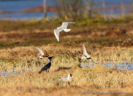 Ruff Philomachus pugnax