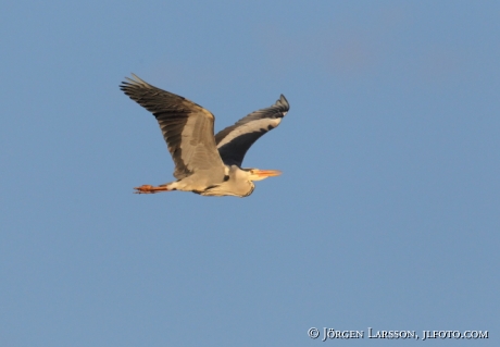 Häger Ardea cinerea  Jämtland