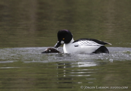 Knipa Bucephala clangula parning  Jämtland Sverige