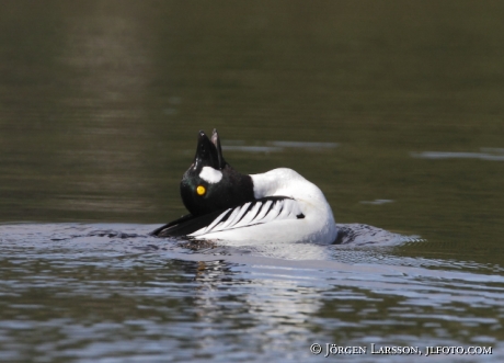 Knipa Bucephala clangula spelar  Jämtland Sverige