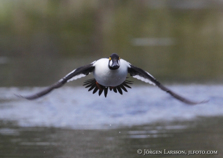 Knipa Bucephala clangula   Jämtland Sverige