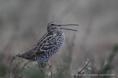 Dubbelbeckasin Gallinago media Jämtland Sweden