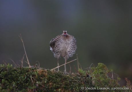 Dubbelbeckasin Gallinago media Jämtland Sweden