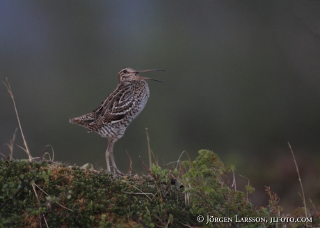 Dubbelbeckasin Gallinago media Jämtland Sweden