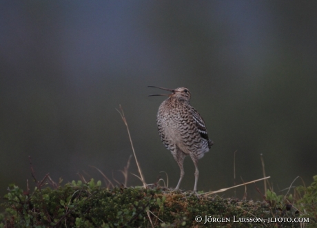 Dubbelbeckasin Gallinago media Jämtland Sweden