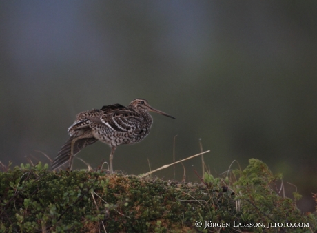 Dubbelbeckasin Gallinago media Jämtland Sweden