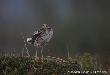 Dubbelbeckasin Gallinago media Jämtland Sweden