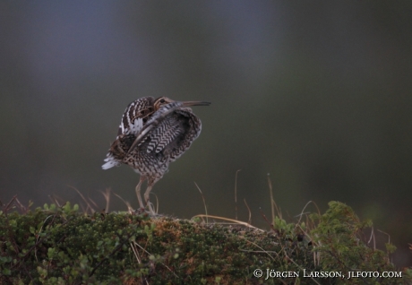 Dubbelbeckasin Gallinago media Jämtland Sweden