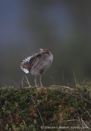 Dubbelbeckasin Gallinago media Jämtland Sweden