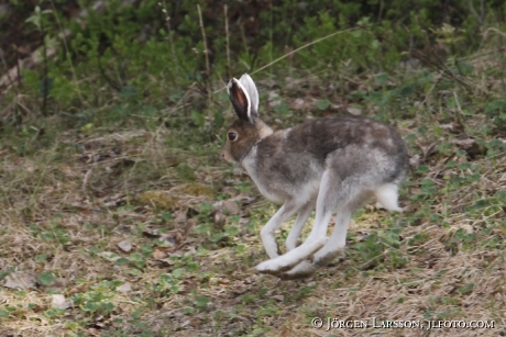 Skogshare Lepus timidus Jämtland Sverige 