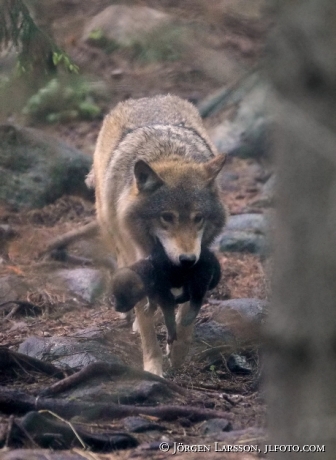 Varg med vargunge Järvsö zoo 