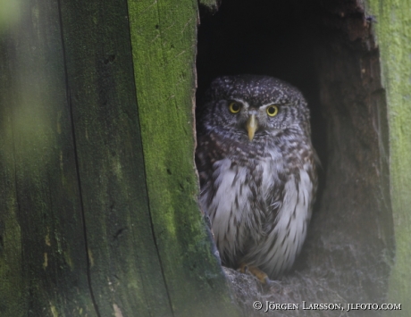 Sparvuggla Glaucidium passerinum Hälsingland