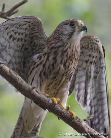 Tornfalk Falco tinnunculus Hälsingland