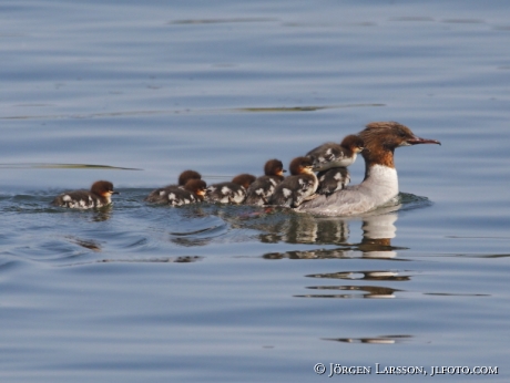 Goosander Mergus merganser