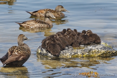 Common eider Somateria mollissima Sweden