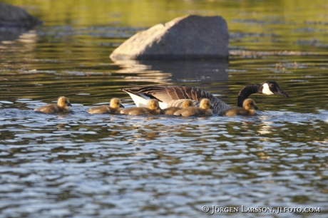 Canada Geese with baby bird